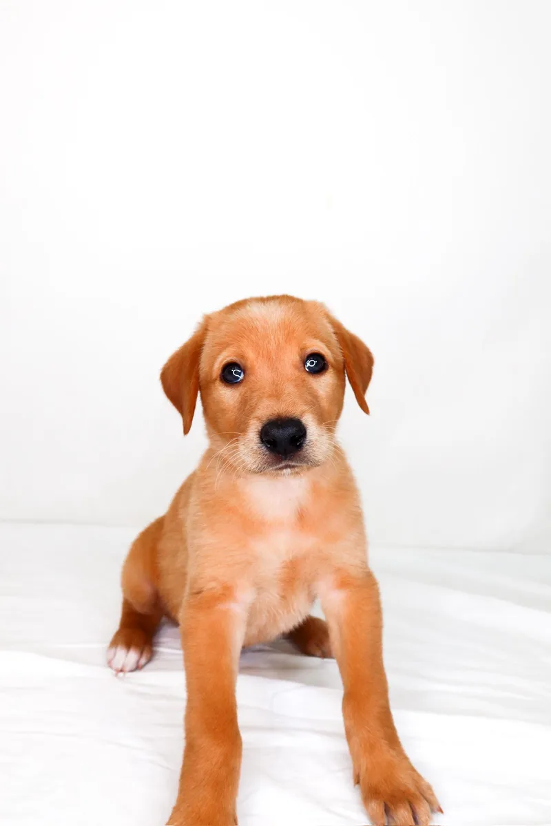 A baby medium-sized male Red / Chestnut / Orange Labrador Retriever dog named Saxon for adoption in Bixby, OK