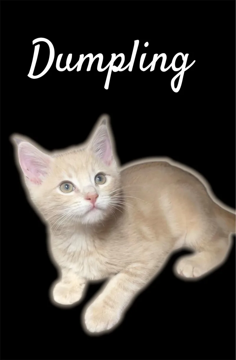 A baby small-sized female Tabby (Buff / Tan / Fawn) Domestic Short Hair cat named Dumpling for adoption in Auburn, CA