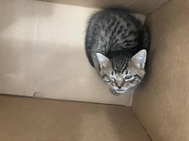A baby medium-sized male Domestic Short Hair cat named Lucky for adoption in Dallas, TX