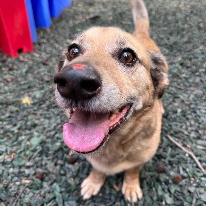 A senior medium-sized male Yellow / Tan / Blond / Fawn Mixed Breed dog named Poncherello for adoption in Decatur, GA