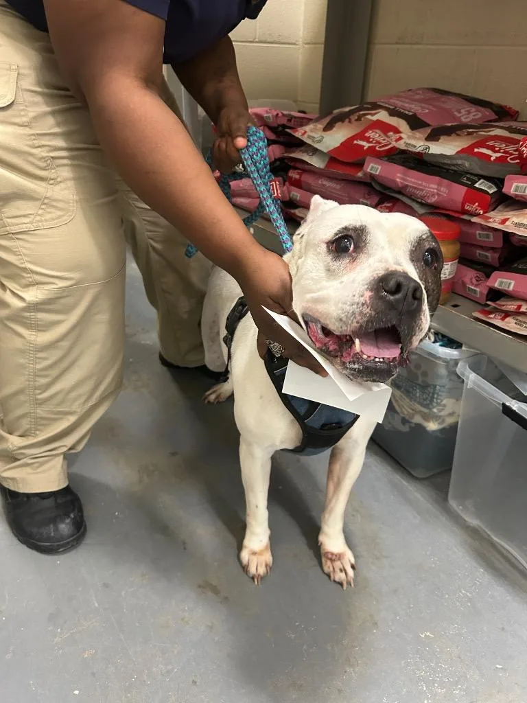 An adult medium-sized female Pit Bull Terrier dog named 2026-05-163 for adoption in Winder, GA