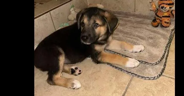 A baby small-sized male Brown / Chocolate Mixed Breed dog named Three Guys: Bear for adoption in Dallas, TX