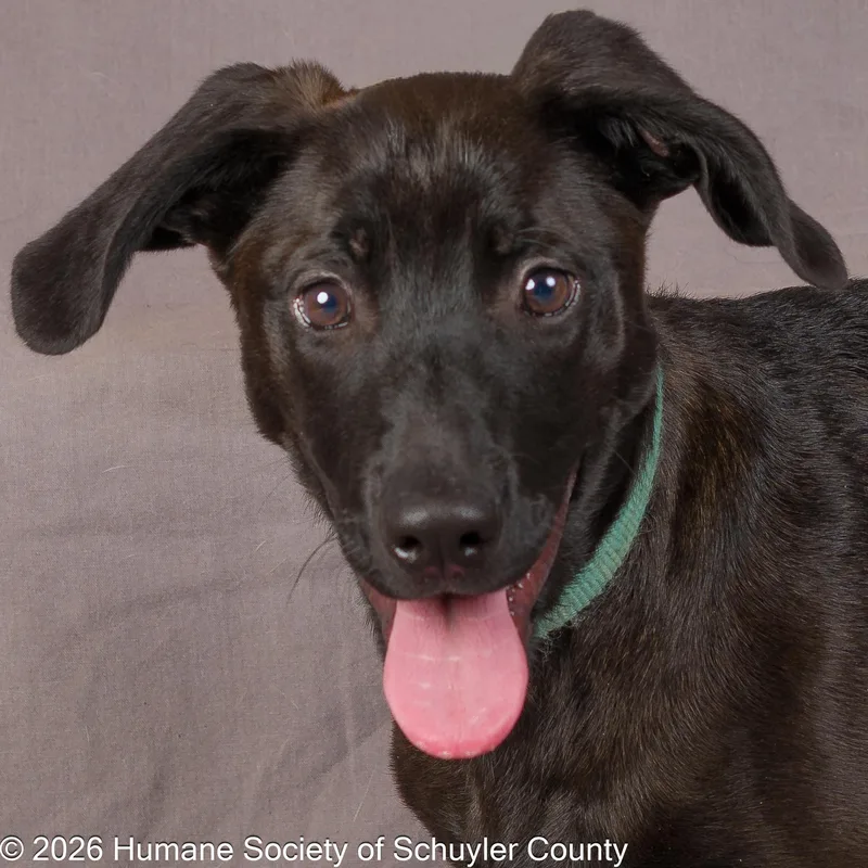A baby medium-sized female Black Labrador Retriever dog named Satellite for adoption in Montour Falls, NY