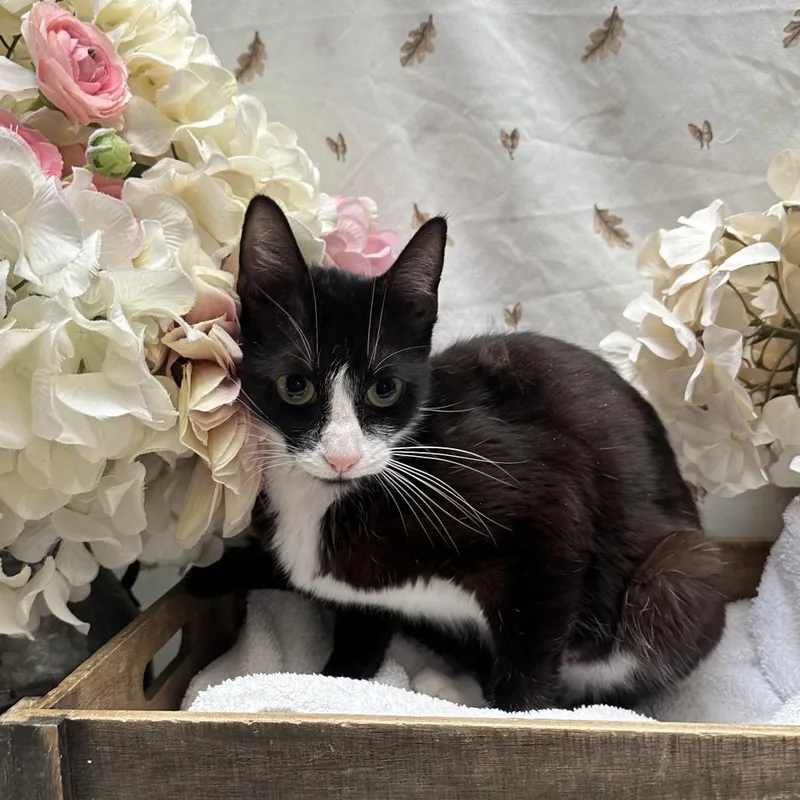 An adult medium-sized female Black Domestic Short Hair cat named Buttercup for adoption in Newberg, OR