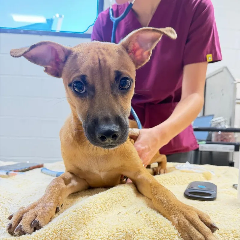 A young small-sized male Mixed Breed dog named Milo for adoption in Englewood, FL