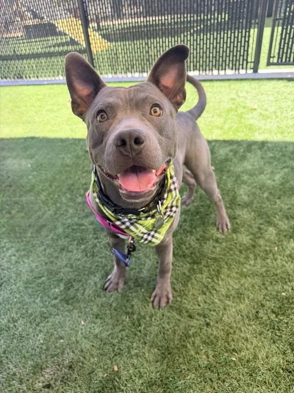 A young large-sized male American Staffordshire Terrier dog named Solar for adoption in Walnut Creek, CA