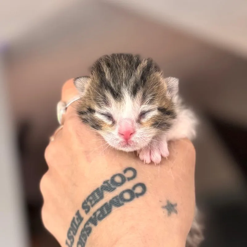 A baby small-sized male Brown / Chocolate Domestic Short Hair cat named Zephyr for adoption in Nashville, IN