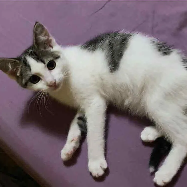 A baby medium-sized female Tabby (Brown / Chocolate) Domestic Short Hair cat named Spork for adoption in Martinsville, IN