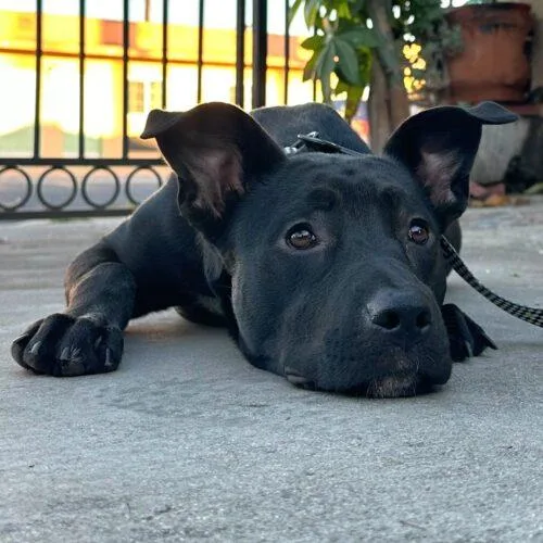 Gina