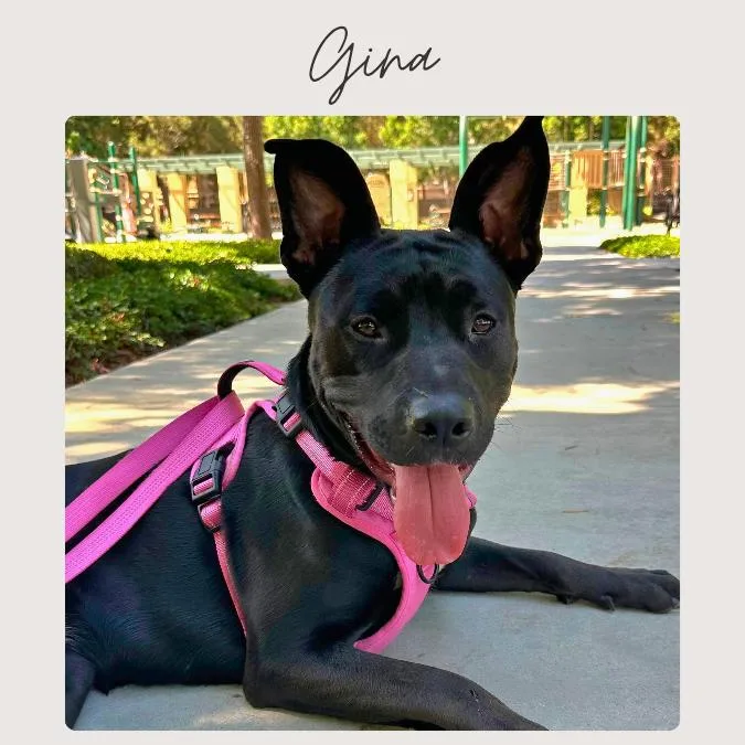 Gina thumbnail 2