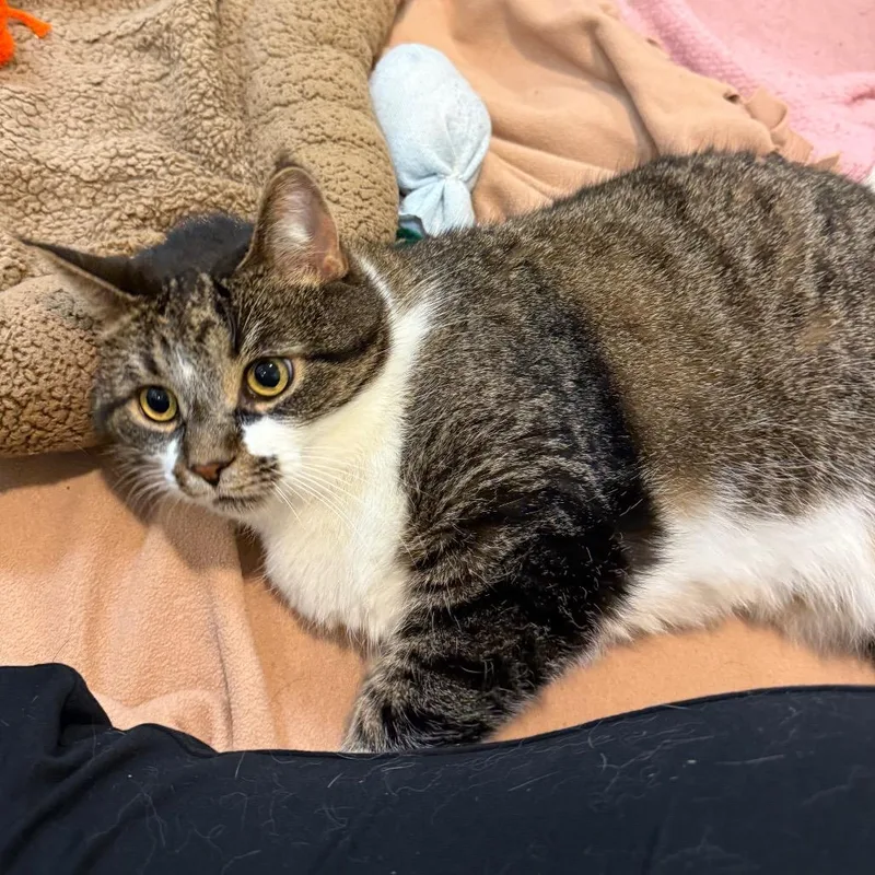 A senior large-sized female Brown / Chocolate Domestic Short Hair cat named Sissy for adoption in Fairport, NY