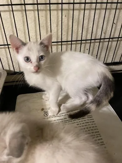 A baby medium-sized female White Domestic Short Hair cat named Blanca for adoption in Liverpool, TX