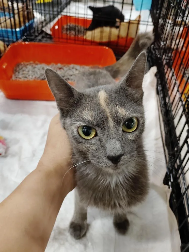 A baby large-sized female Domestic Short Hair cat named Glo for adoption in San Jacinto, CA