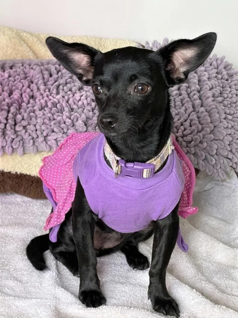 A baby small-sized female Chihuahua dog named Bella Rose for adoption in St. Augustine, FL