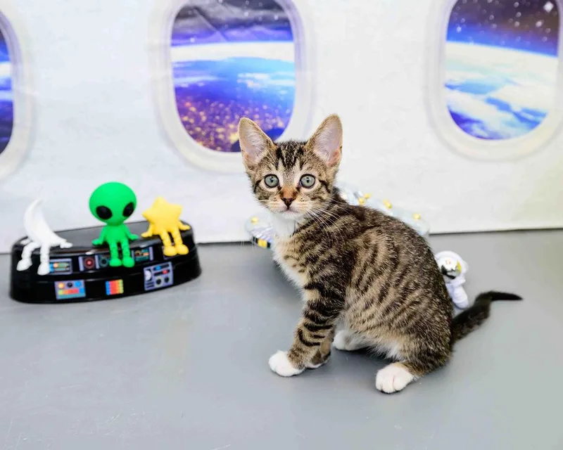 A baby medium-sized female Tabby (Brown / Chocolate) Domestic Short Hair cat named Aurora for adoption in Jefferson, LA