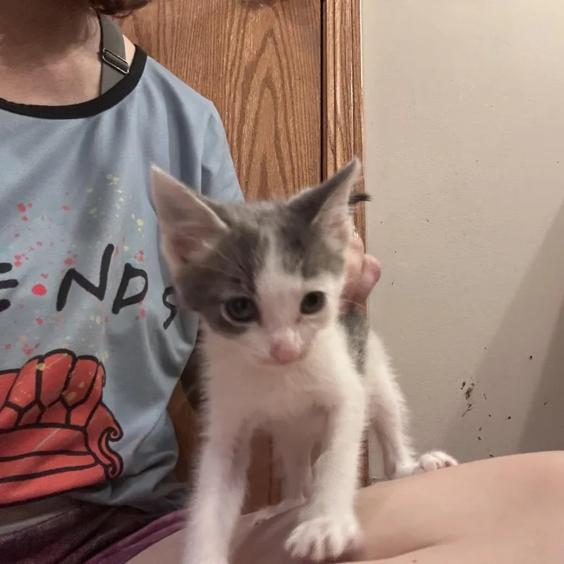 A baby small-sized male Gray / Blue / Silver Domestic Short Hair cat named Propane for adoption in Wichita, KS