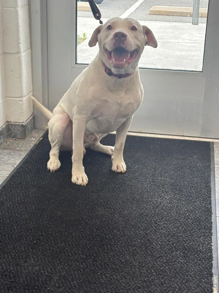 A young large-sized male Mixed Breed dog named Bolt for adoption in Oxford, NC