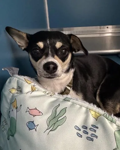 An adult small-sized female Mixed Breed dog named Alexa for adoption in Saint Petersburg, FL