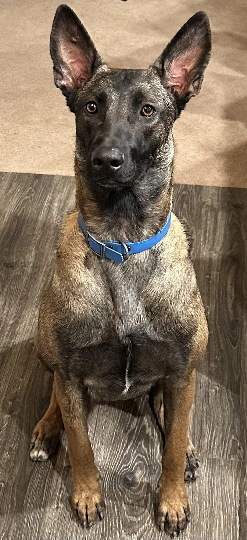 A young large-sized female Belgian Shepherd / Malinois dog named Phoenix for adoption in Albemarle, NC