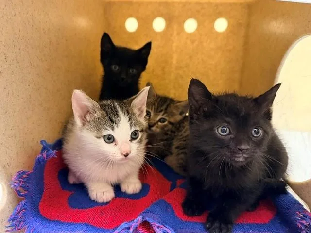 A baby small-sized female Domestic Short Hair cat named Jujitsu for adoption in Tustin, CA