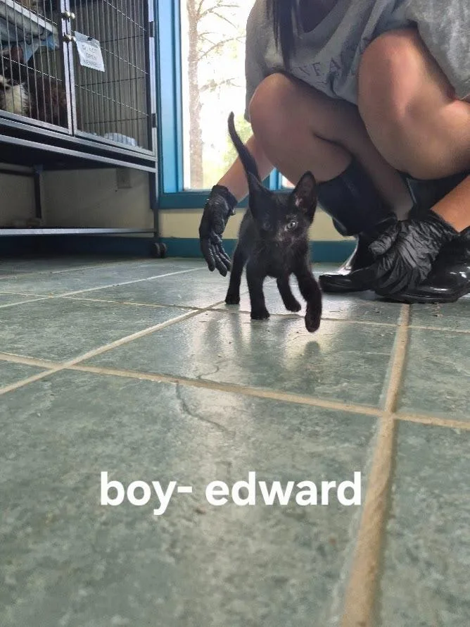 A baby small-sized male Domestic Short Hair cat named Edward for adoption in Center, TX