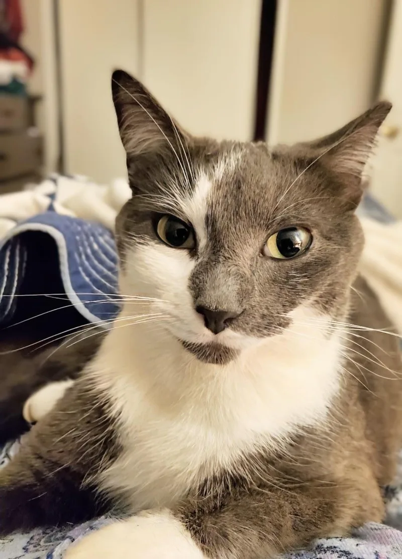 An adult medium-sized female Gray & White Domestic Short Hair cat named Edith & Violet for adoption in Maryville, TN