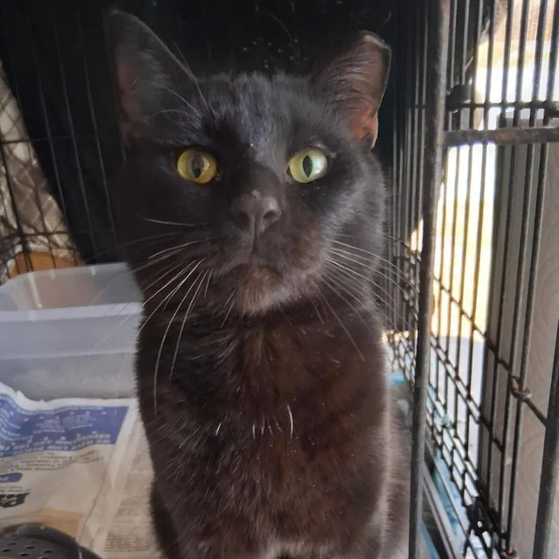 An adult medium-sized male Black Domestic Short Hair cat named Quinn for adoption in Boston, MA