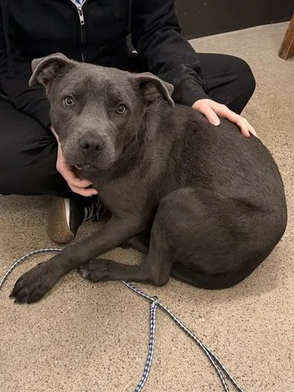 A baby medium-sized male Gray / Blue / Silver Labrador Retriever dog named Travis for adoption in Cleveland, OH