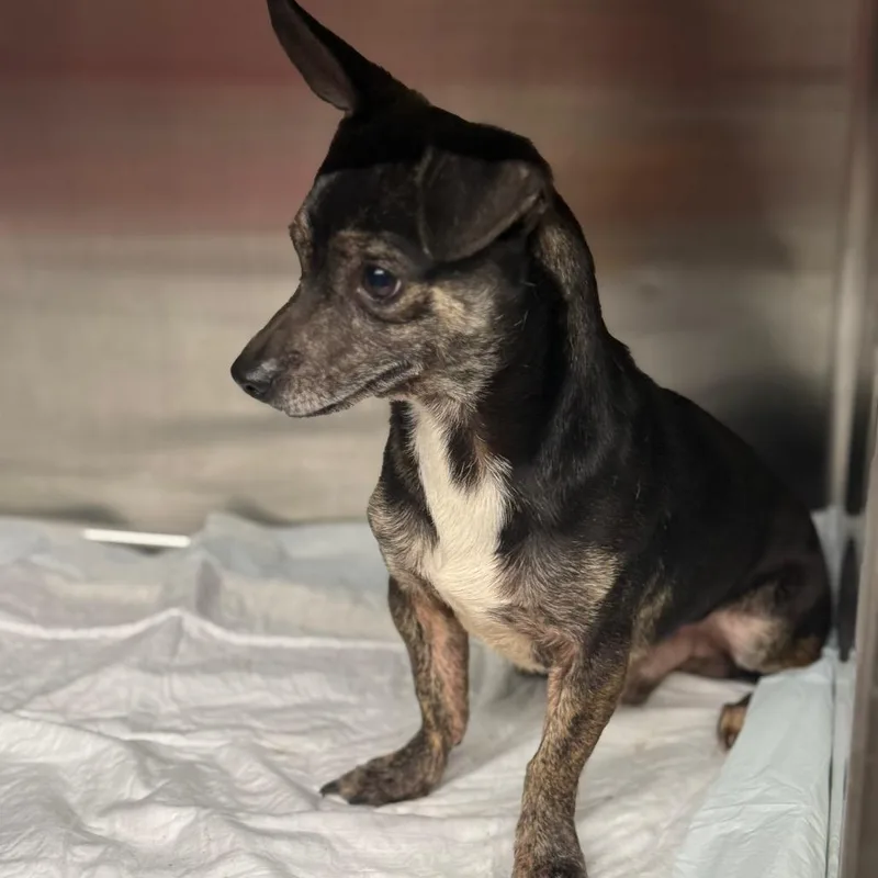 An adult small-sized male Black Mixed Breed dog named James for adoption in Pauls Valley, OK