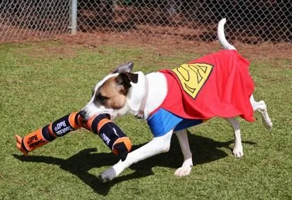 A young medium-sized male Mixed Breed dog named Dax Project Homebound for adoption in Athens, GA