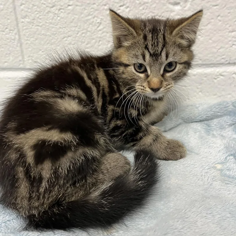 A baby small-sized male Brown / Chocolate Domestic Medium Hair cat named Danahue for adoption in Spruce Pine, NC