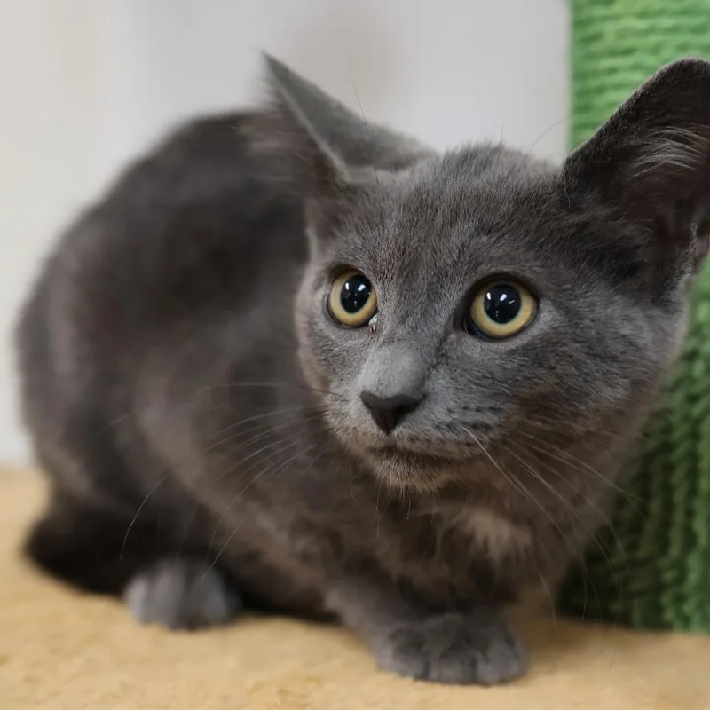 A baby small-sized female Gray / Blue / Silver Domestic Short Hair cat named Mira for adoption in Houston, TX