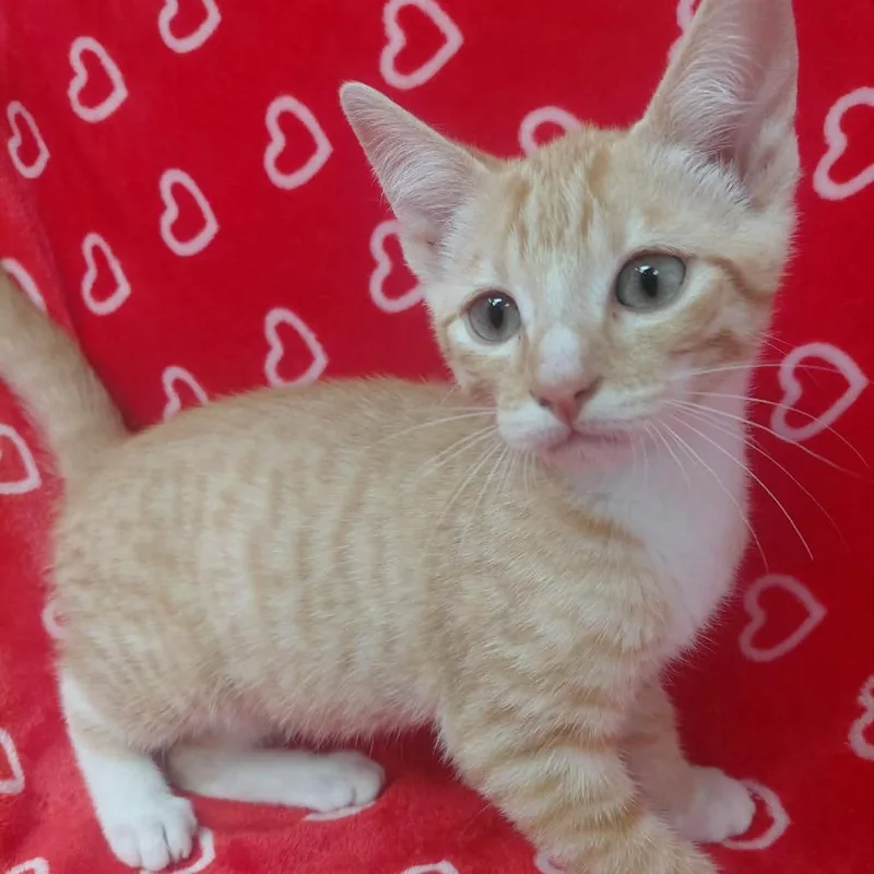 A baby small-sized male Domestic Short Hair cat named Biggie for adoption in New Tazewell, TN