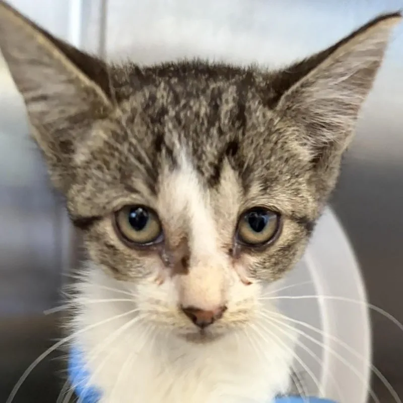 A young medium-sized female Brown / Chocolate Domestic Short Hair cat named Hermione for adoption in Allegan, MI