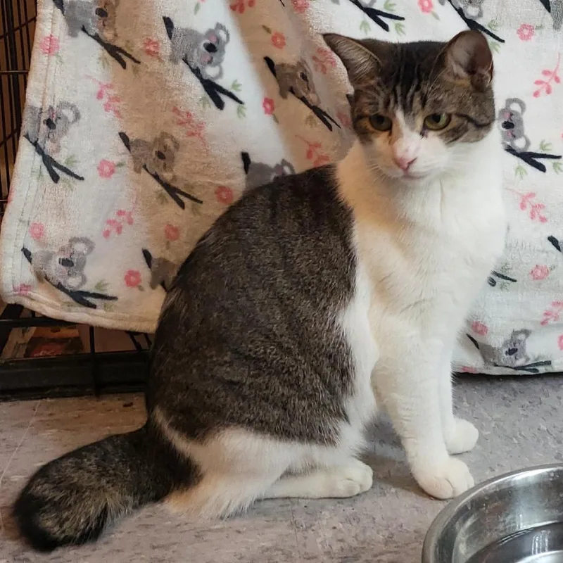 An adult small-sized female Brown / Chocolate Domestic Short Hair cat named Rose for adoption in Long Beach, CA