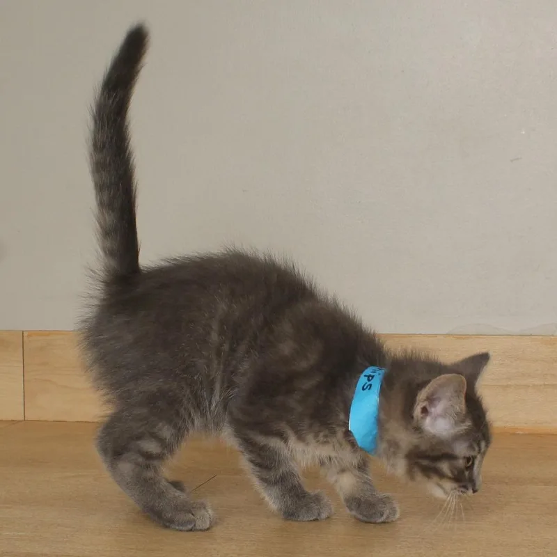 A baby small-sized male Gray / Blue / Silver Domestic Short Hair cat named Chips C for adoption in Minnetonka, MN