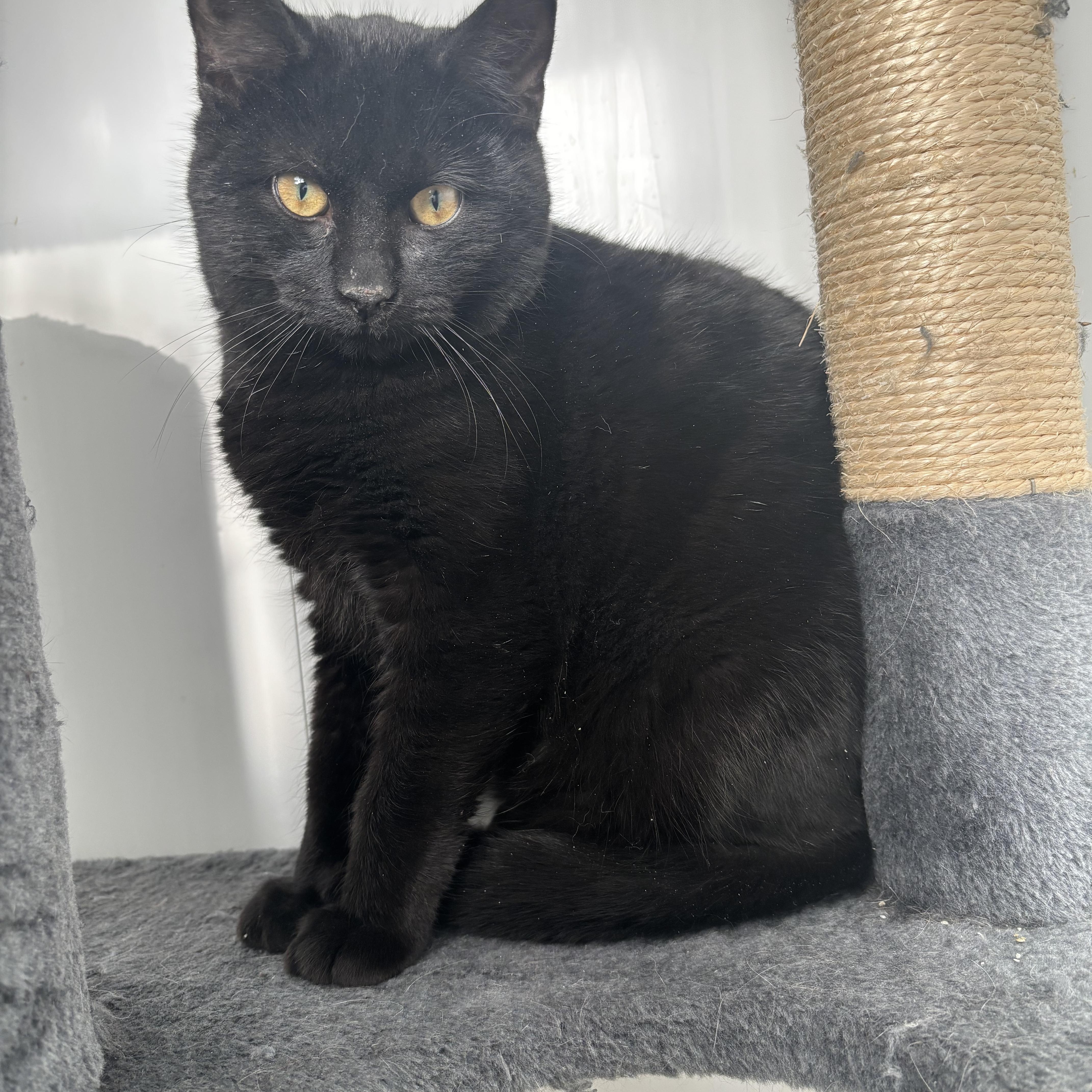 A young medium-sized male Black Domestic Short Hair cat named Bert for adoption in Richland Center, WI
