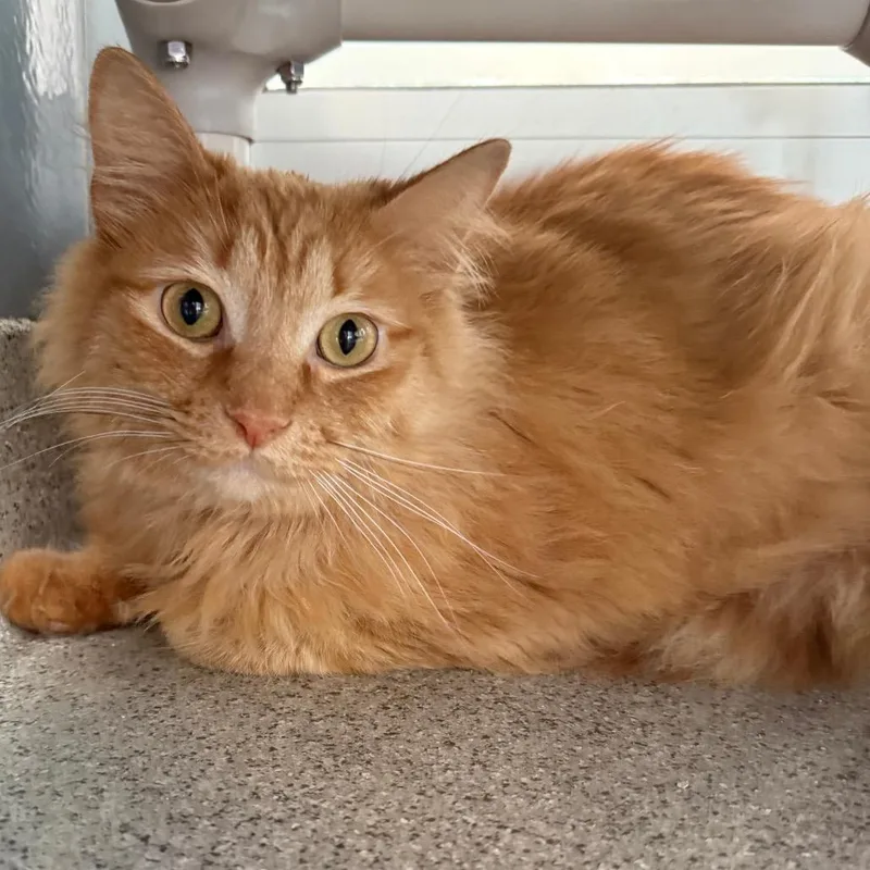 An adult large-sized male Orange / Red Domestic Medium Hair cat named Tonka for adoption in Chicago, IL