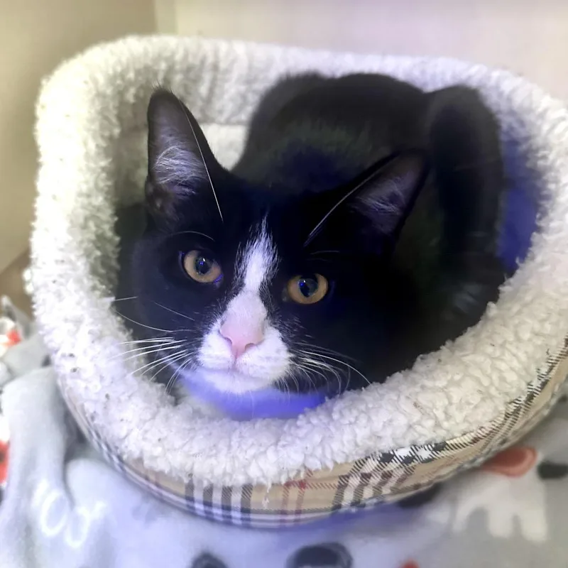 A young medium-sized female Black Domestic Short Hair cat named Moonpie for adoption in New York, NY