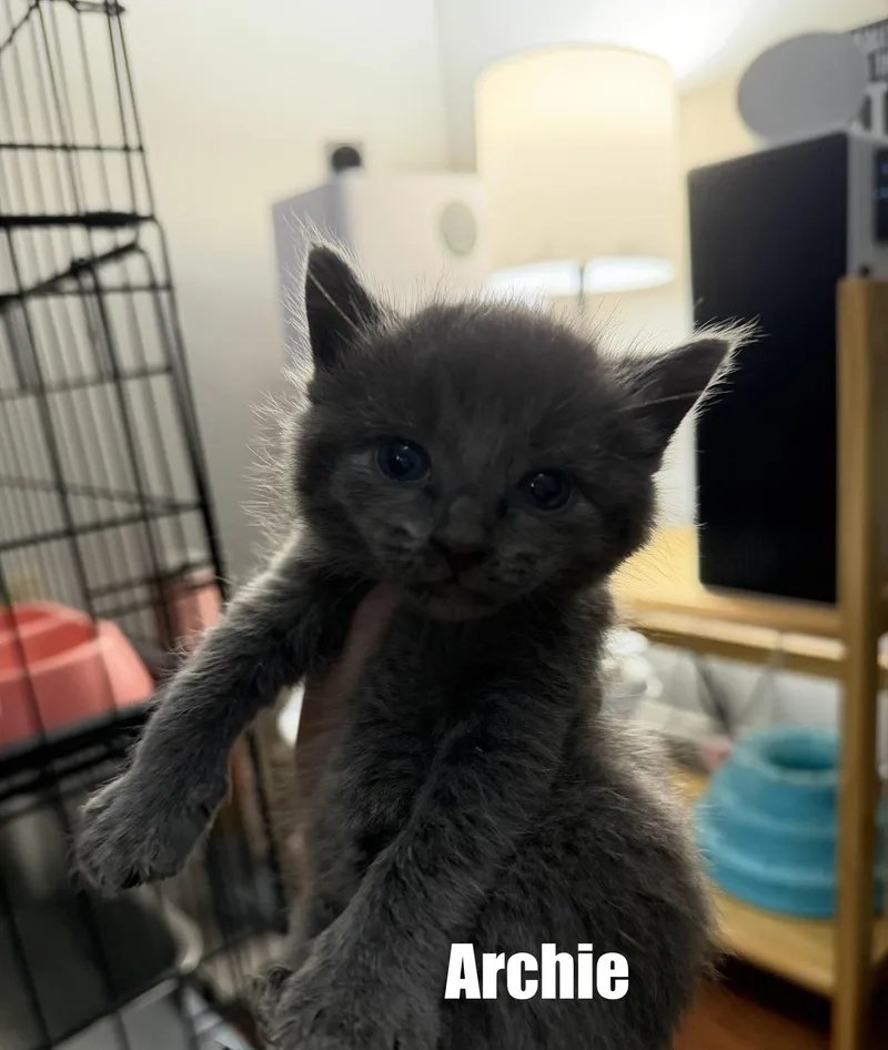 Archie