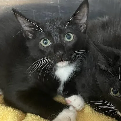 A baby small-sized male Black Domestic Short Hair cat named Chief for adoption in Port Charlotte, FL