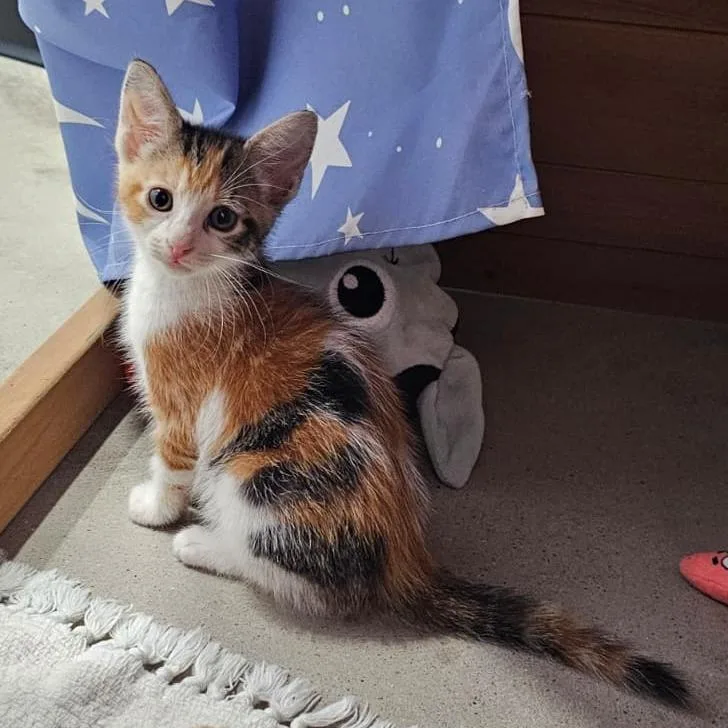 A baby small-sized female Domestic Short Hair cat named Jessie for adoption in Harlingen, TX