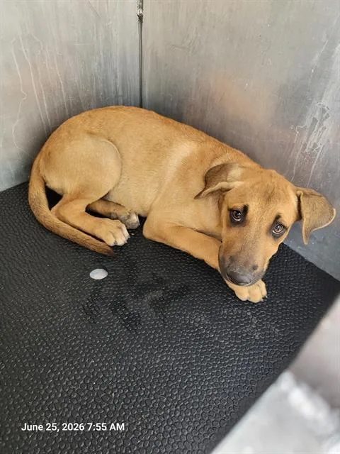 A baby medium-sized male Labrador Retriever dog named Bird for adoption in San Antonio, TX