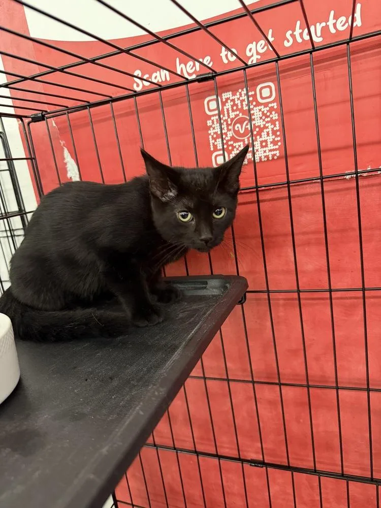 A baby small-sized female Black Domestic Short Hair cat named Spatula for adoption in Taylor, PA