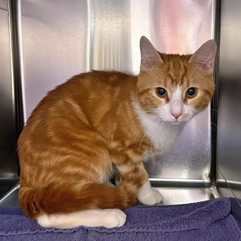 A young medium-sized male Orange / Red Domestic Short Hair cat named Nugget for adoption in Springfield, MA