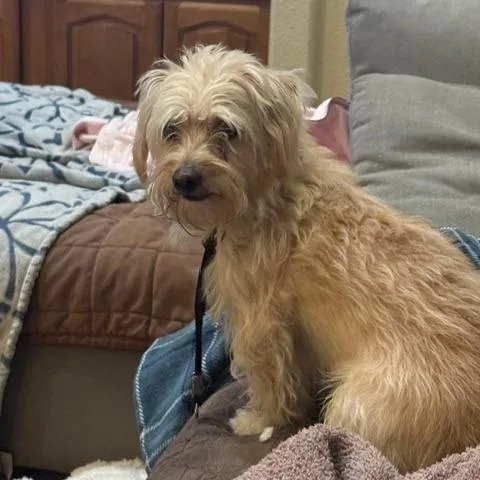 An adult small-sized male Yellow / Tan / Blond / Fawn Mixed Breed dog named Tiny for adoption in North Las Vegas, NV