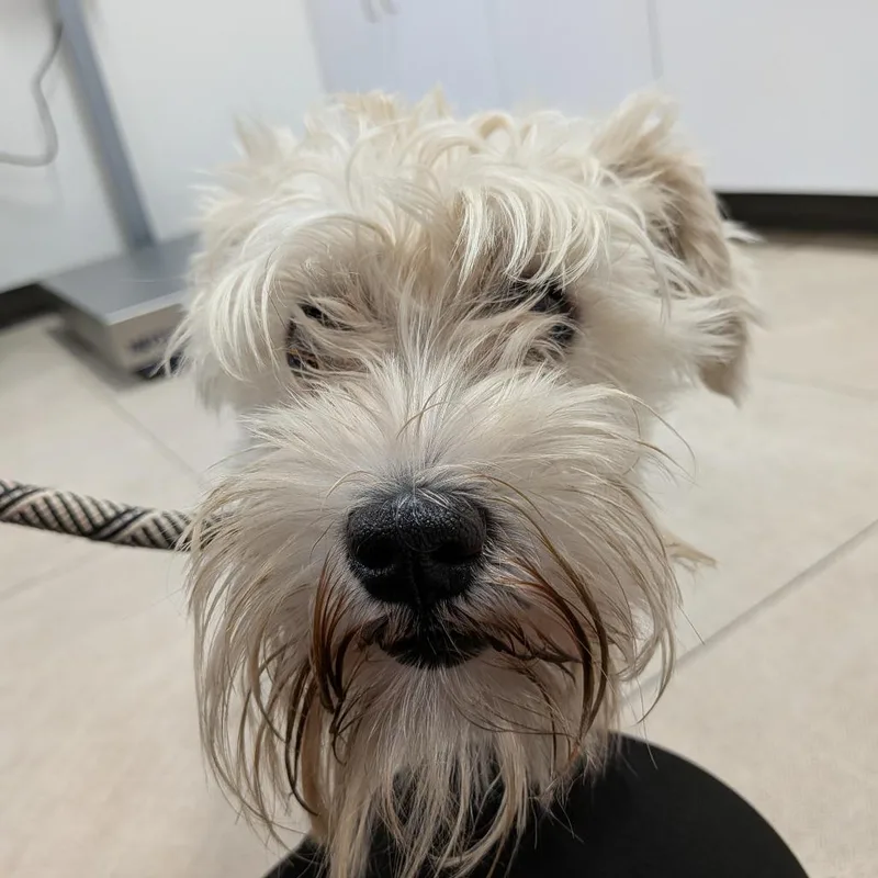 A baby small-sized male White / Cream Miniature Schnauzer dog named Scotty for adoption in Newark, NJ