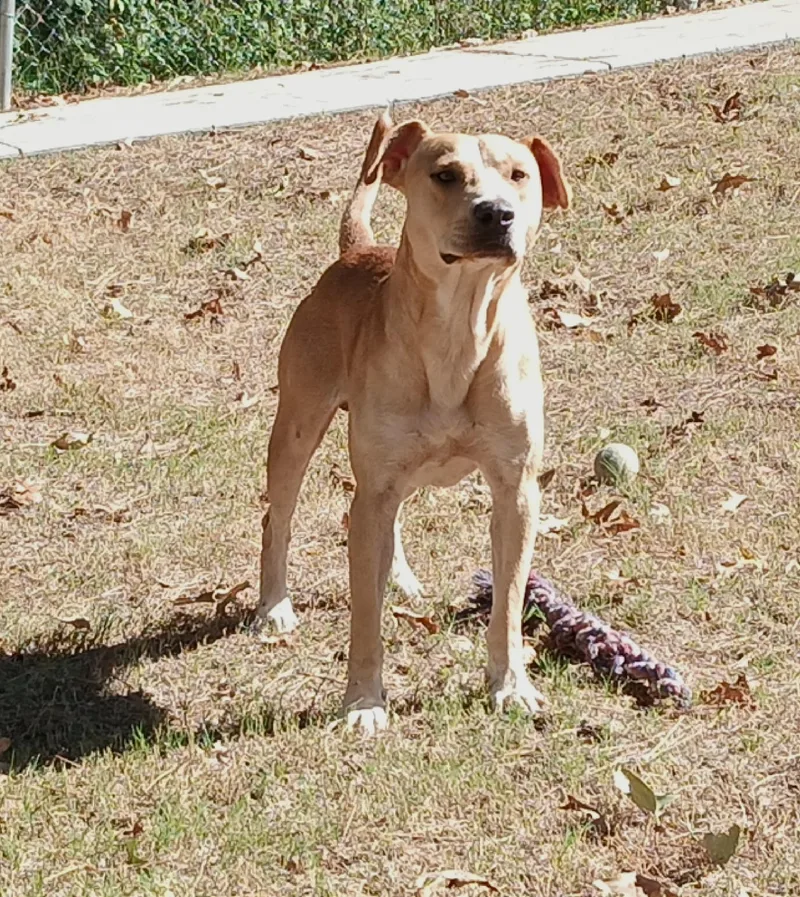 An adult medium-sized male Yellow Labrador Retriever dog named Hubert for adoption in North Little Rock, AR