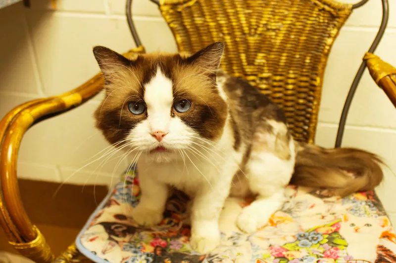 An adult medium-sized male Ragdoll cat named Star for adoption in Urbana, OH