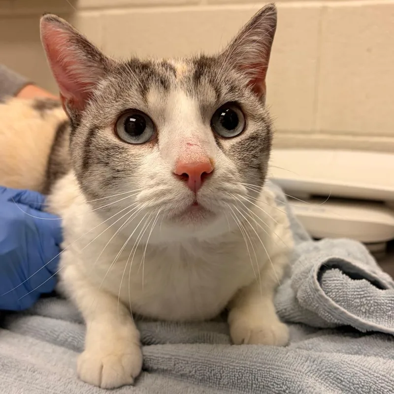 An adult medium-sized female Domestic Short Hair cat named Leilani for adoption in Murray, UT